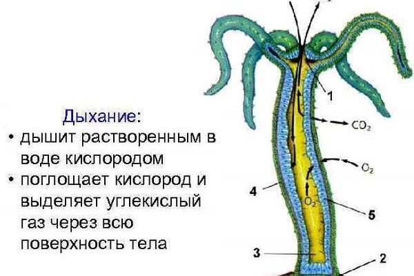 Ссылка кракен зеркало тор